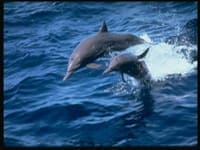 Экскурсия в дельфинарий
