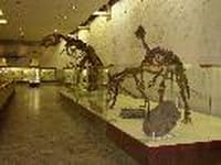 палеонтологический музей