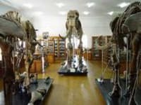 палеонтологический музей в москве
