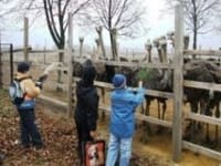 экскурсия на ферму страусов для школьников